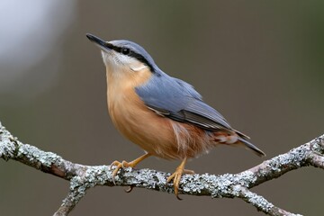 Obraz premium The Redbreasted Nuthatch Perched on a Mossy Branch in Forest Light