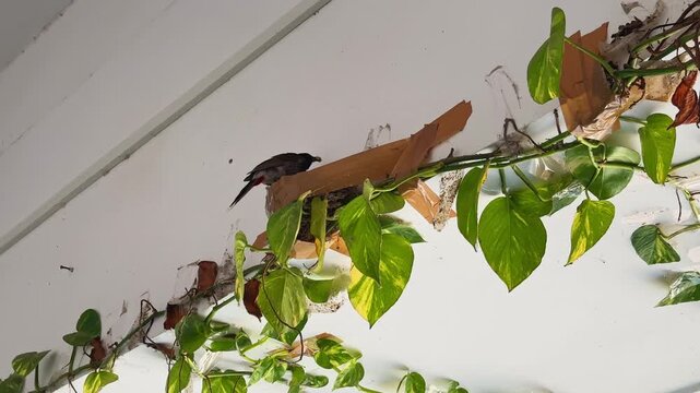 Wide shot showing a Red vented bulbul Pycnonotus cafer perched near its nest built among trailing pothos vines attached to an indoor wall highlighting urban bird nesting behavior and adaptation to hum