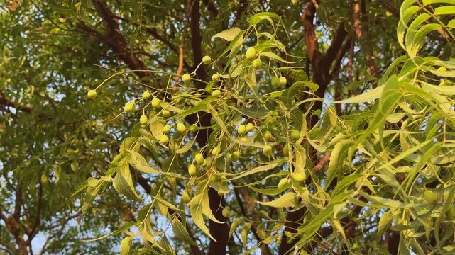 Static shot of neem tree branches with clusters of green fruits and leaves swaying gently in a light breeze under warm sunlight in nature.