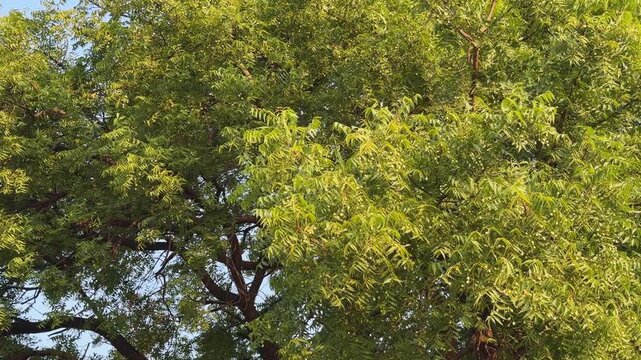 Camera orbiting around a mature neem tree canopy densely covered with clusters of unripe green fruits and feathery leaves glowing in warm natural sunlight.