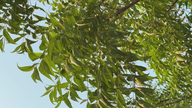 Camera orbiting around neem tree foliage and clusters of unripe green fruits showcasing tropical biodiversity medicinal plants and nature.