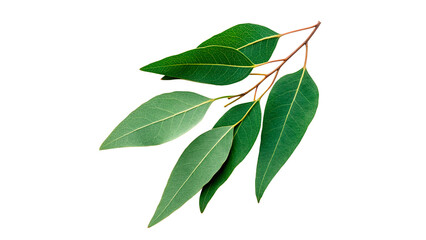 Fresh green eucalyptus branch with lush leaves herbal botany decoration isolated on transparent background cut out © AAAstock2025