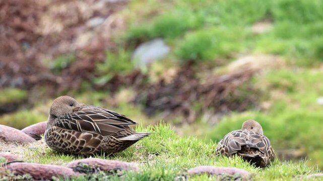 South Georgia pintail ducks resting on green grass in their natural habitat. Authentic observations showcasing wildlife behavior, bird life, and nature in the Subantarctic environment.