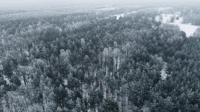 Drone shot of pine trees in snowy wilderness