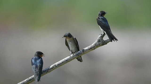 Close up  swallows vocalizing and resting on a leafless branch in nature.