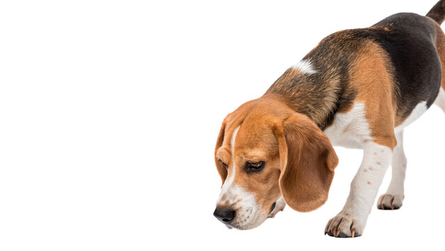Cute beagle puppy dog sniffing the ground full body pet isolated on transparent background cut out