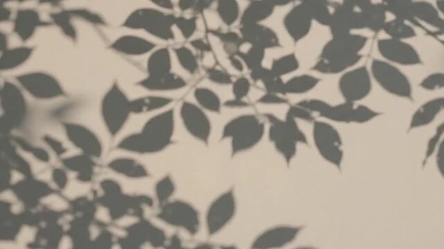 Shadows of tree leaves dancing slowly in the wind on a blank white wall.