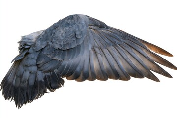 Obraz premium The Dark Raven Wing Close Up of Feathers on White Studio Backdrop
