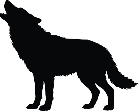 Black wolf silhouette howling