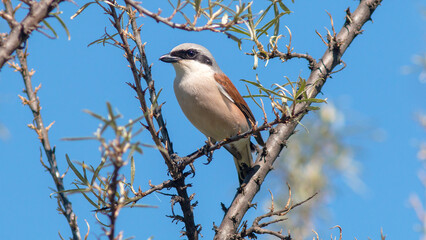 lilac breasted roller © lazalnik