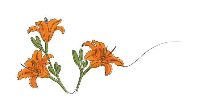 Orange lily flowers botanical illustration continuous line drawing for greeting card design and summer posters.