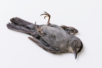 Obraz premium The Dead Crow on White Background Studio Portrait of a Fallen Bird