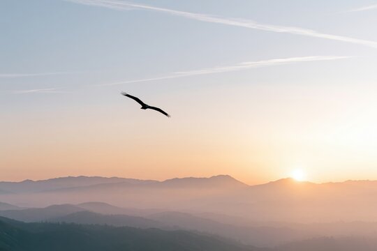 The Bird Soaring Over a Sunrise Horizon at Distant Morning Light
