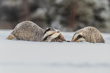 Two European badgers Meles meles feeding together on bird carcass outdoors © michal