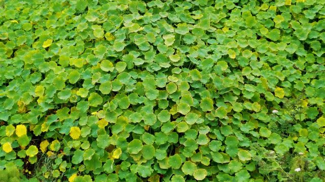 Lush green nasturtium leaves covering the ground in a garden