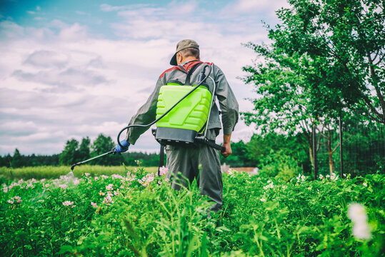 A man sprays insecticides on a potato field
