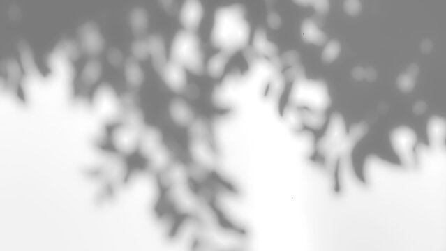 The shadow of a tree sways on a transparent background