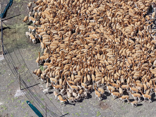 Obraz premium Large group of vicunas gathered in corral during chaccu activity