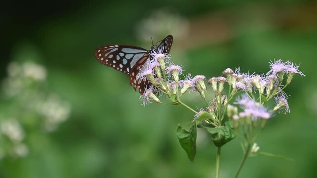 Dark blue tiger butterfly drinking nectar from wild purple flowers in sunny nature.