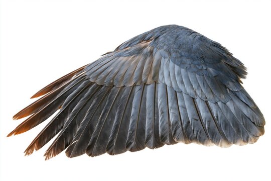 The Wing of a Blue Bird Spreading Across White Studio Background