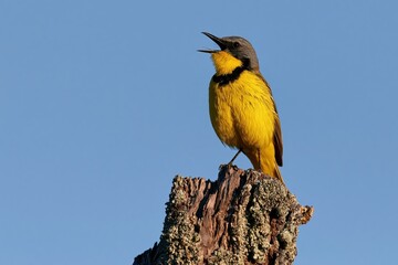 Obraz premium The Yellow Warbler Perched on a Weathered Tree Stump Under Clear Blue Sky