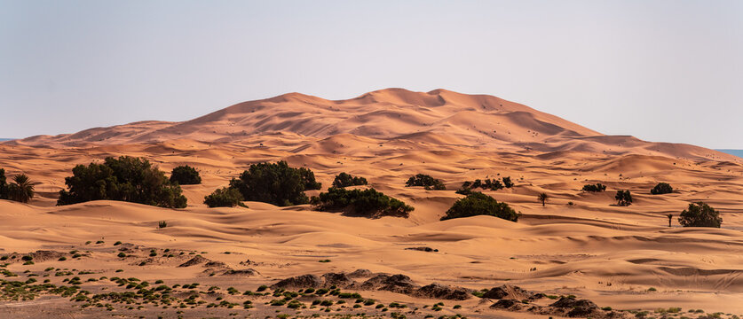Visitors walk across the vast sand dunes of Erg Chebbi near Merzouga in the Sahara Desert. The sun creates shadows on the golden sand, enhancing the landscape's beauty.