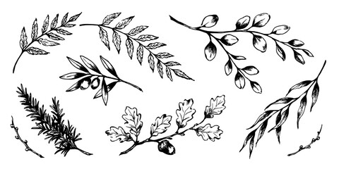 Obraz premium Leaves and Branches with Intricate Details in a Vintage Botanical Illustration Style Featuring Foliage, Detailed, Nature with Plants and Natural