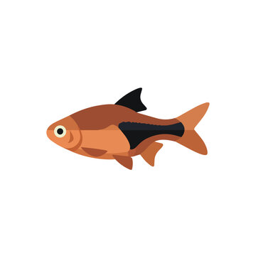 Harlequin Rasbora Tropical Freshwater Aquarium Fish Vector Illustration with Black Triangle Isolated on White