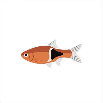 Harlequin Rasbora Small Tropical Fish Vector Illustration for Aquarium Enthusiasts and Pet Shops