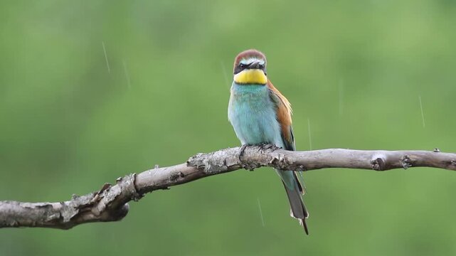European bee-eater perched on a branch in rain, colorful bird calling during rainfall