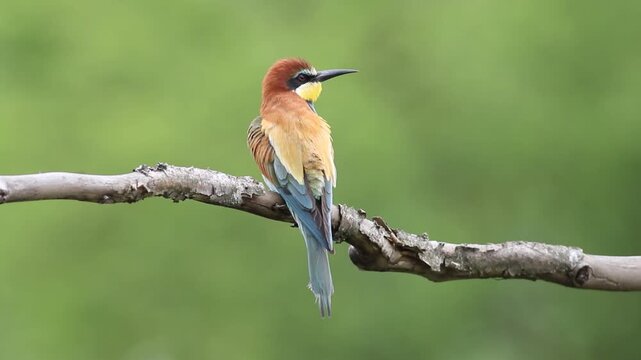 European bee-eater perched on a branch, preening feathers and flying away in wild
