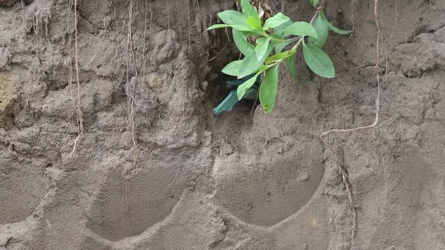 European bee-eater digging a nest hole, colorful bird clearing sand from nesting burrow