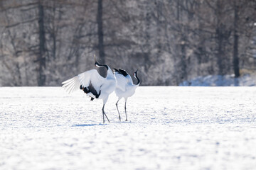 Obraz premium Red-crowned cranes calling in snowy Tsurui Village, Hokkaido / 雪の鶴居村で鳴き交わすタンチョウ