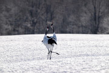 Obraz premium Red-crowned cranes calling in snowy Tsurui Village, Hokkaido / 雪の鶴居村で鳴き交わすタンチョウ