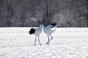 Obraz premium Red-crowned cranes calling in snowy Tsurui Village, Hokkaido / 雪の鶴居村で鳴き交わすタンチョウ
