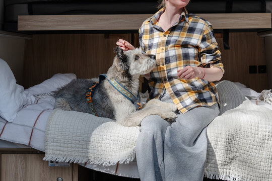 Woman and her scruffy dog relaxing in a camper van
