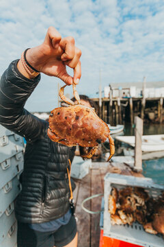Person holding live crab leg on fishing dock in Stonington, Main