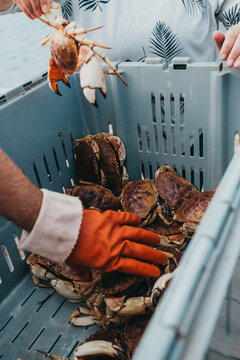 Gloved hand sorting fresh crabs in a fishing crate