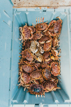Fresh live crabs piled in crate at working harbor in Stonington