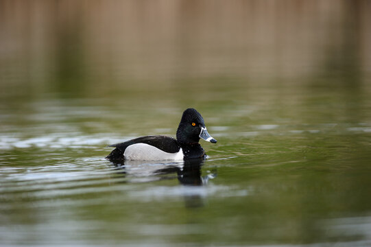 Male Ringnecked Duck Swimming on Calm Green Pond With Reflectio