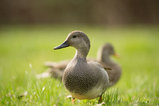 Gadwall Duck Standing on Grass in Soft Sunlit Meadow