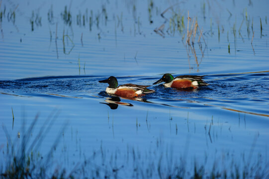 Pair of Northern Shoveler Ducks Swimming in Blue Marsh Water
