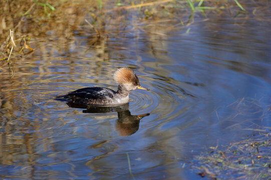 Female Hooded Merganser Swimming in Calm Pond With Reflections