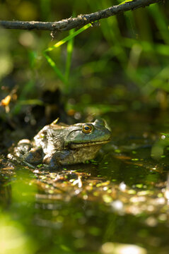 American Bullfrog Resting in Shallow Sunlit Marsh
