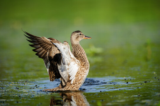 Female Mallard Duck Stretching Wings in Shallow Green Wetland