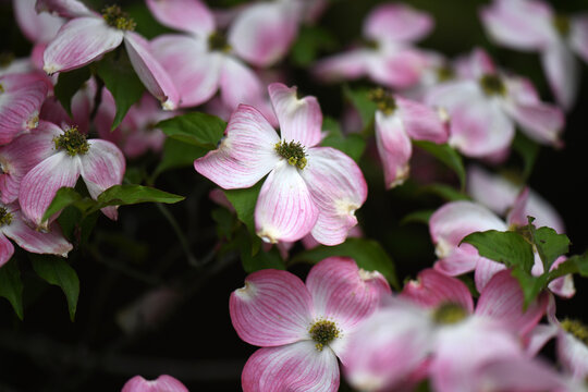 Fading Pink Dogwood Tree Blossoms