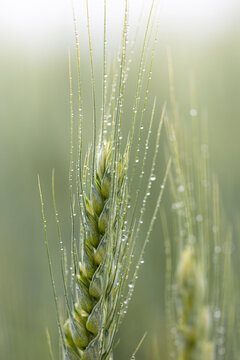 Green wheat ear covered with morning dew in soft dawn light