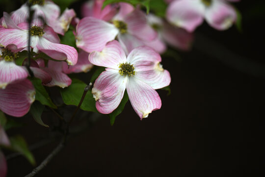 Fading Pink Dogwood Tree Blossoms