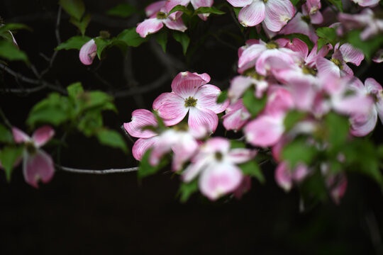 Fading Pink Dogwood Tree Blossoms
