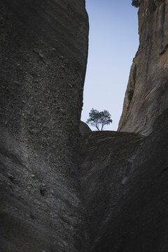 Single tree silhouetted between massive canyon rocks
